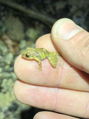 Pristimantis diadematus