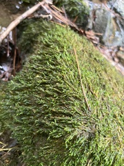 Platylomella lescurii