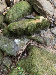 Platylomella lescurii