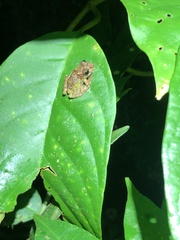 Pristimantis diadematus