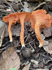 Cantharellus corallinus