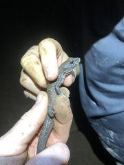 Potamites strangulatus