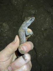 Potamites strangulatus