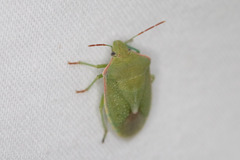 Thyanta custator accerra