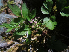 Osmorhiza purpurea