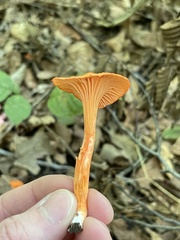 Cantharellus corallinus