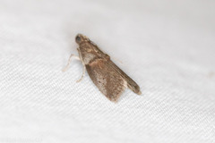 Acrobasis texana