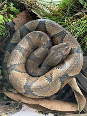 Bothrocophias microphthalmus