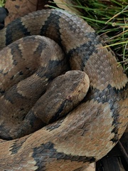 Bothrocophias microphthalmus