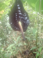 Anthurium caramantae