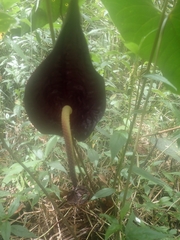 Anthurium caramantae