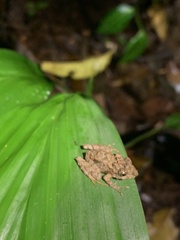 Pristimantis rubicundus