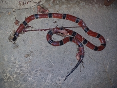 Micrurus dumerilii carinicauda
