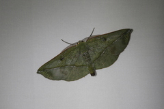 Omiza