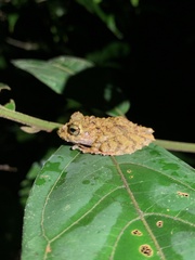 Pristimantis rubicundus
