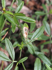 Sumitrosis ancoroides