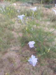 Ipomopsis longiflora