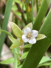Mitrasacme serpyllifolia