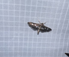 Desmia subdivisalis