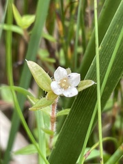 Mitrasacme serpyllifolia