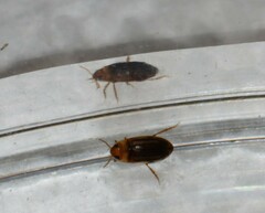 Neobidessus pullus pullus