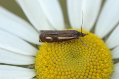 Crambus heringiellus