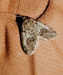 Tephronia lhommaria