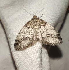 Tephronia lhommaria