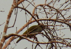 Arachnothera modesta