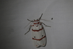 Cyana perornata