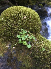 Romanzoffia sitchensis