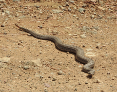 Crotalus pricei