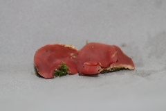 Phillipsia domingensis