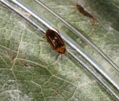 Neobidessus pullus pullus