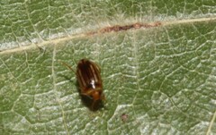 Neobidessus pullus pullus