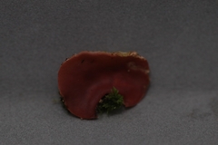 Phillipsia domingensis