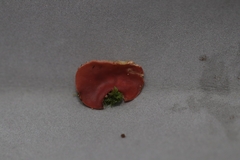 Phillipsia domingensis