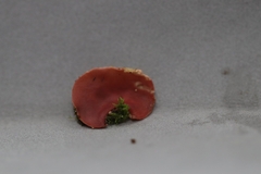 Phillipsia domingensis