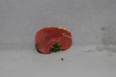 Phillipsia domingensis