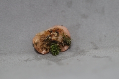 Phillipsia domingensis