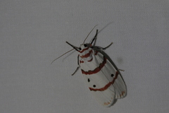 Cyana perornata