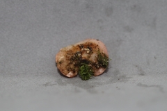 Phillipsia domingensis