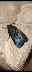 Amphipyra livida