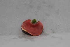 Phillipsia domingensis