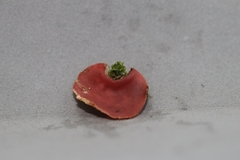 Phillipsia domingensis