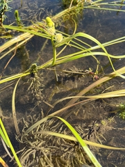 Sparganium hyperboreum