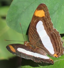 Adelpha iphiclus