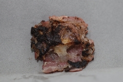 Phillipsia domingensis