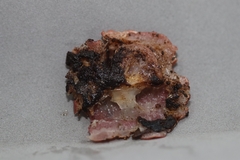 Phillipsia domingensis