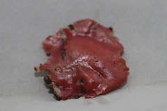 Phillipsia domingensis